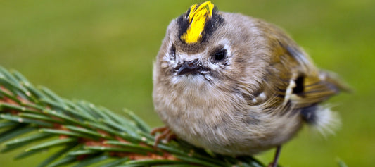 Goldcrest (Regulus Regulus) Profile