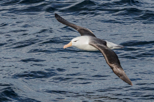 black browed albatross