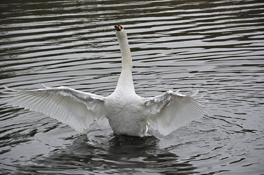 Mute Swan