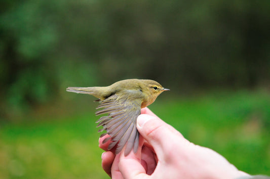 chiffchaff