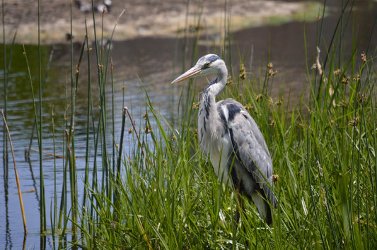 grey heron