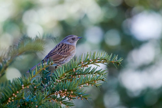 dunnock