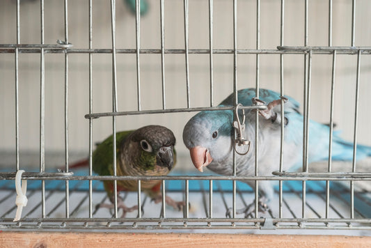 pet parrots