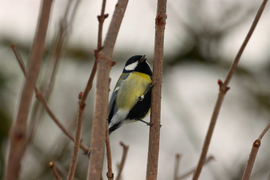 great tit