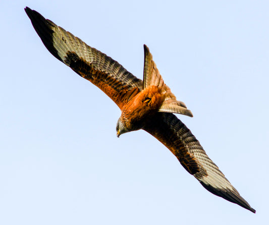 birds of prey in the uk