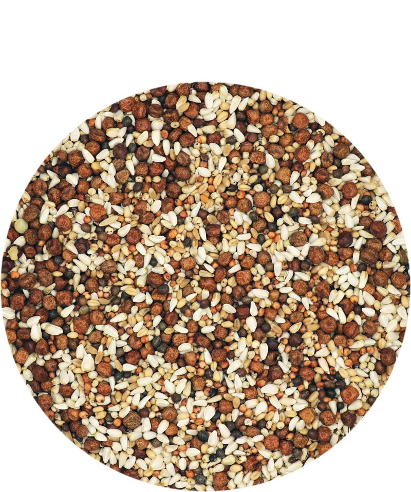 Versele-Laga Premium Junior UK Breed & Wean 20kg - Free P&P