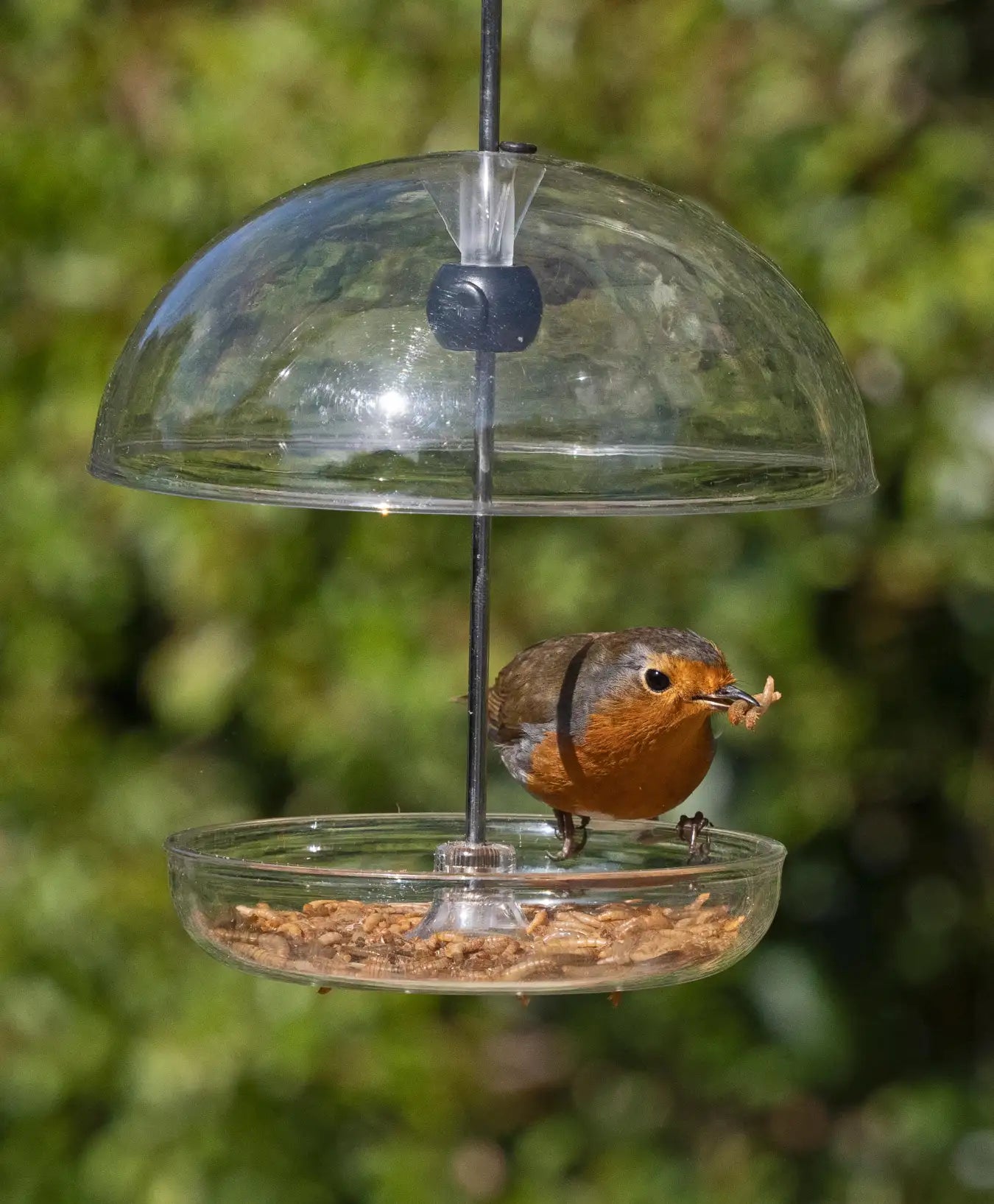 Jacobi Jayne I Love Robins Pearl Feeder