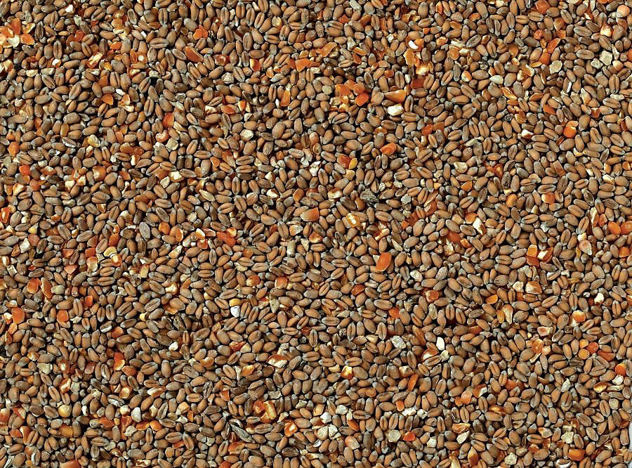 Johnston and Jeff Chicken Corn 20kg - FREE P&P