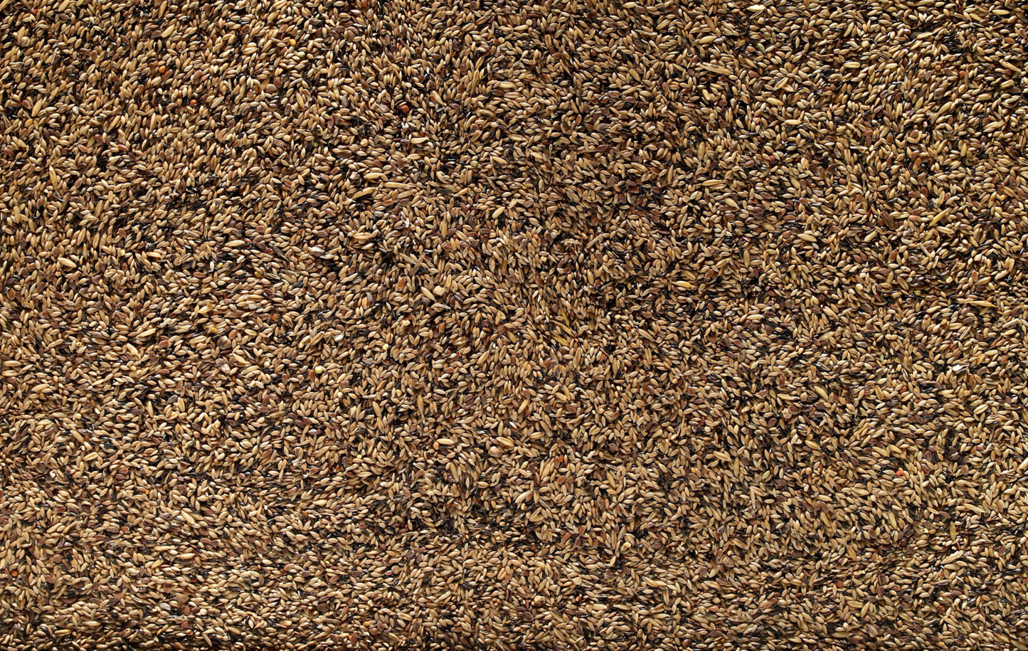 Johnston & Jeff Canary Light Show (No Rapeseed) 20kg - Free P&P