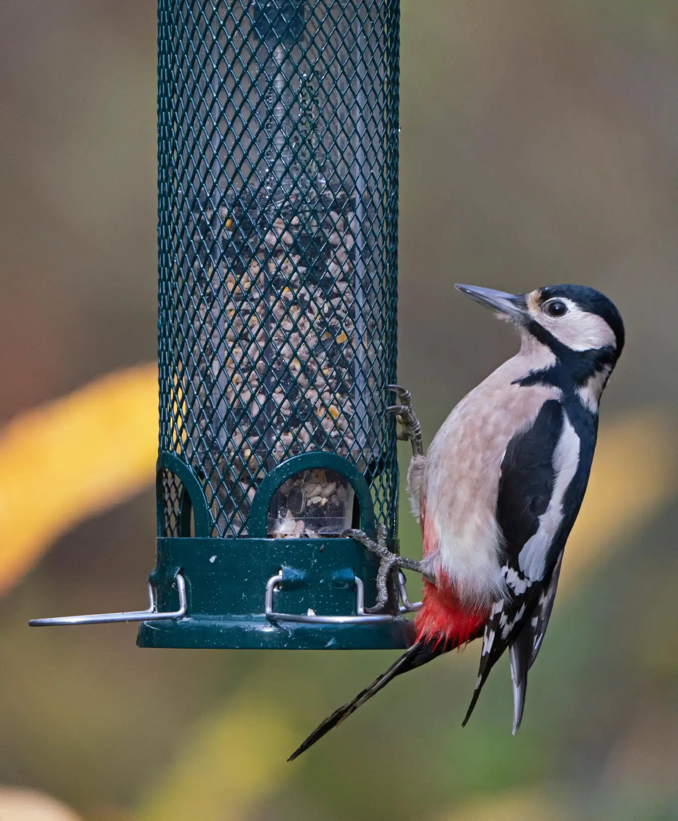 Jacobi Jayne Squirrel Buster Mini
