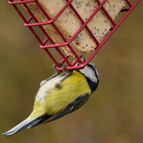 Suet To Go Suet Block Mealworm 280g Pack of 10