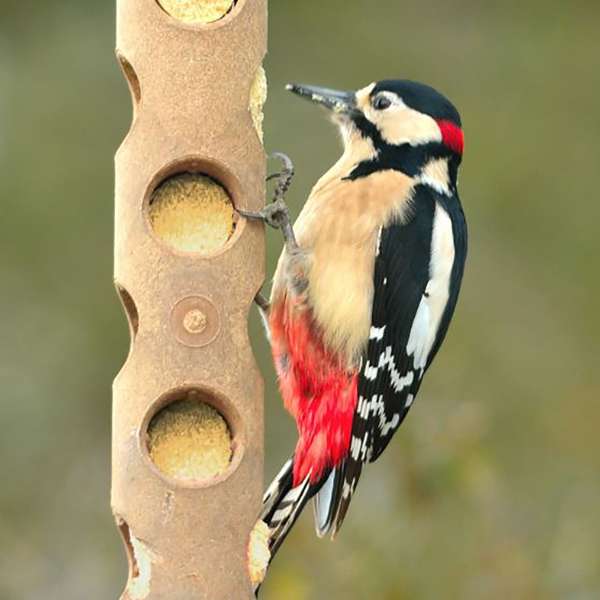 Suet To Go Suet Log Feeder