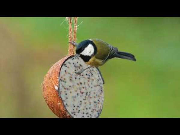 Suet To Go Suet Log Feeder