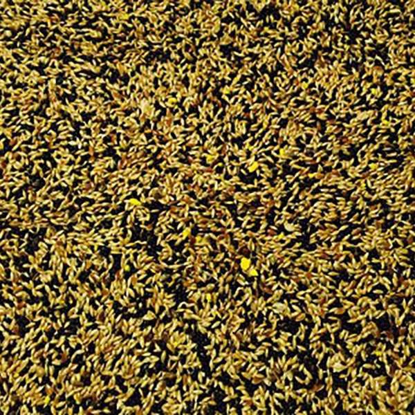 Bucktons No.1 Mixed Canary 20kg - FREE P&P