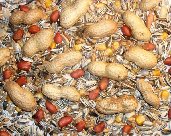 Johnston & Jeff Chipmunk & Squirrel Mix 12.5kg - Buy 2 Bags Save 5%