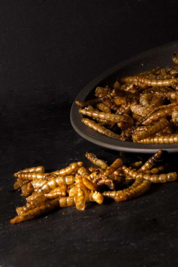 Little Peckers Dried Mealworm 12.55kg - FREE P&P