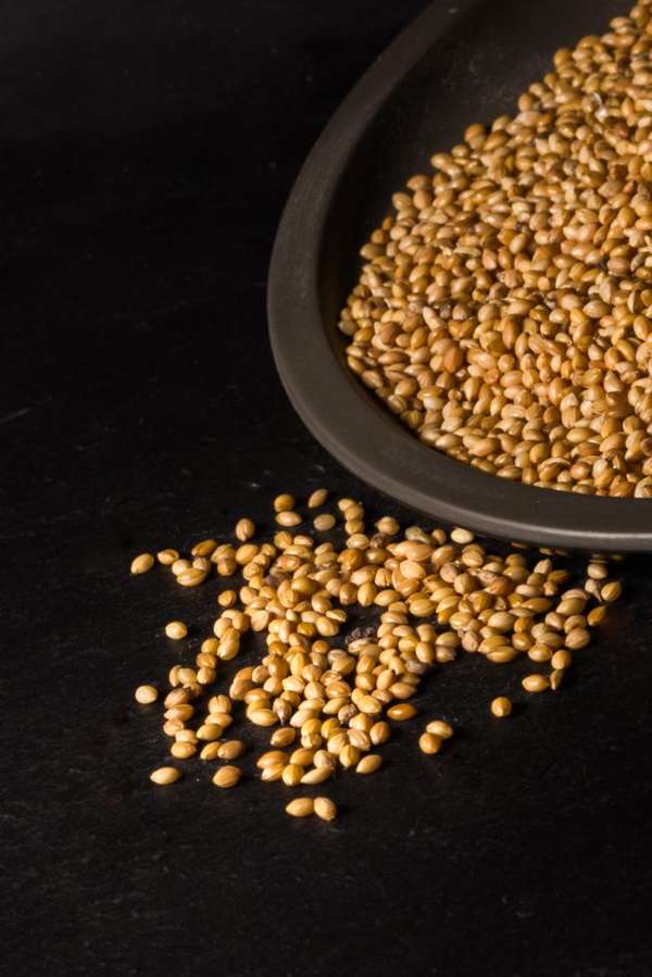 Little Peckers Panicum Millet 25kg - Free P&P