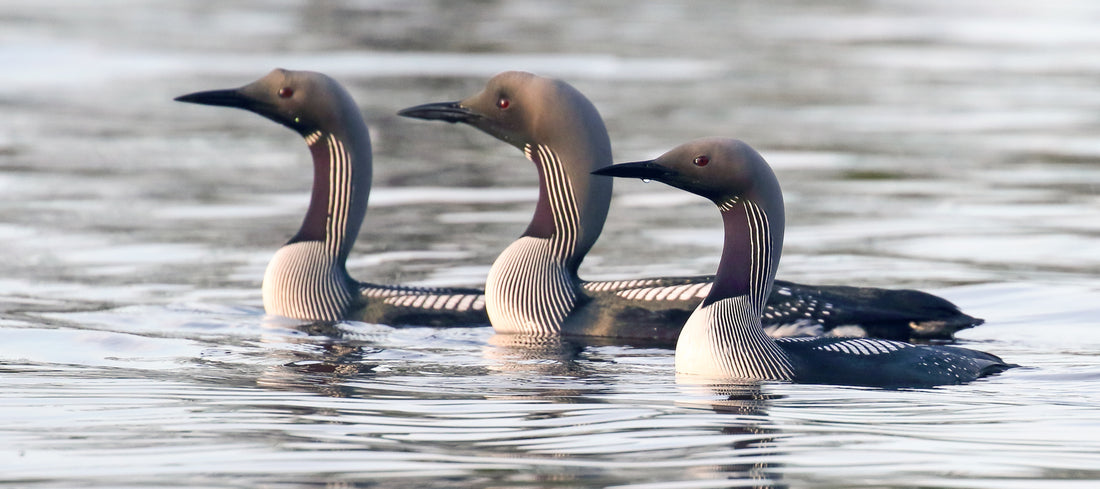 Black Throated Diver Profile