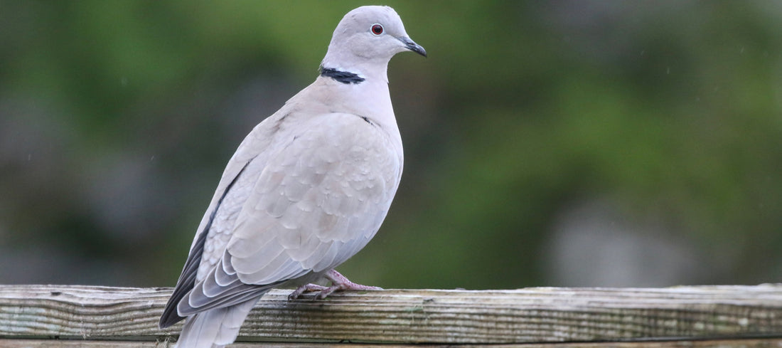 Collared Dove Profile