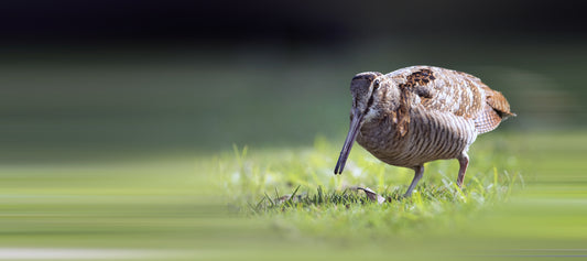 Woodcock Profile