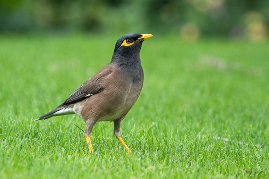 mynah birdss