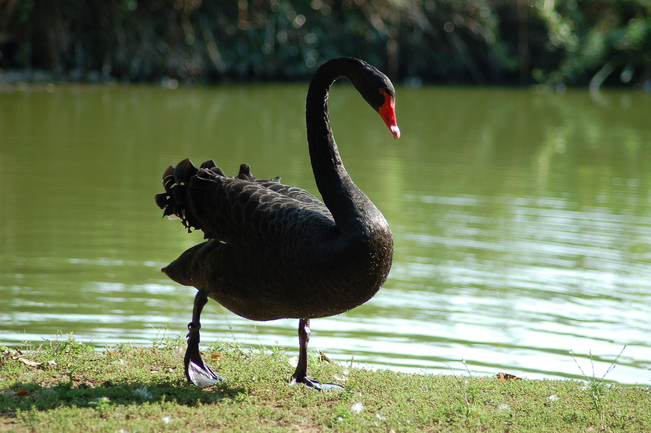 black-swan-4478640_1280.jpg?v=1626244218