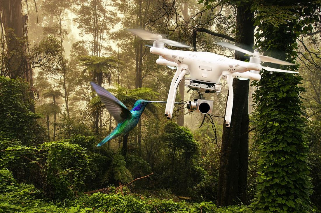 Are Birds Afraid Of Drones