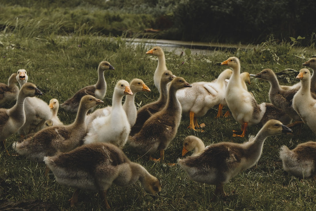 Feeding Ducks Can Be Dangerous