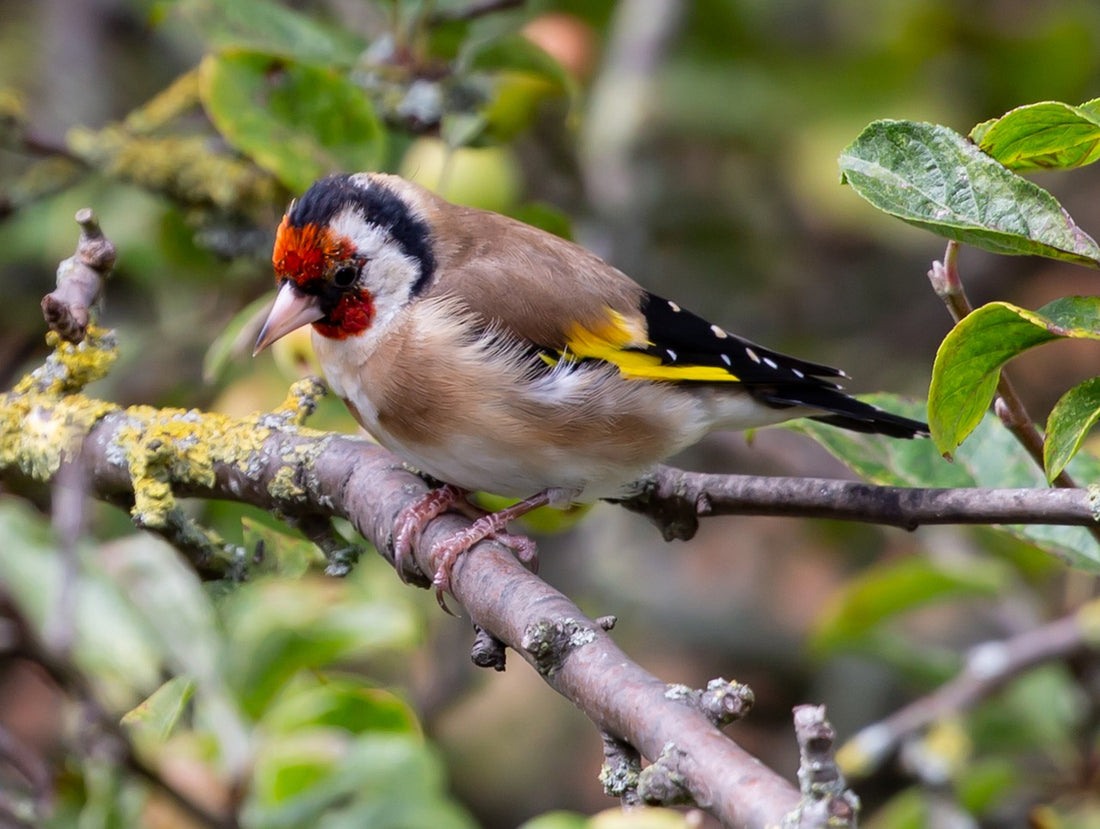 Goldfinch (Carduelis Carduelis) Profile
