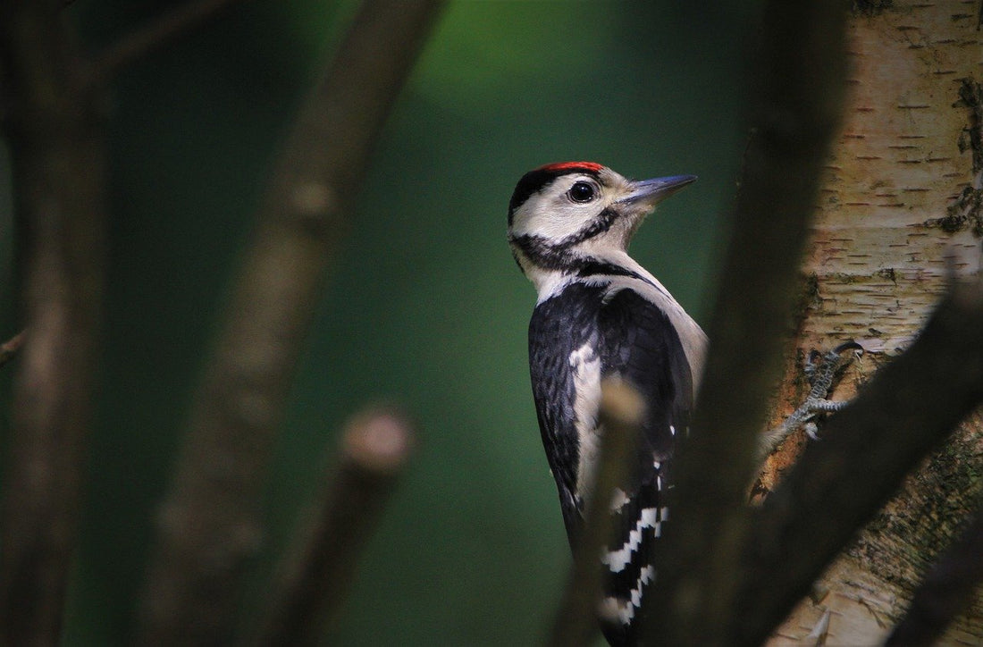 Great Spotted Woodpecker Profile