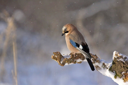 why birds do not lose their hearing