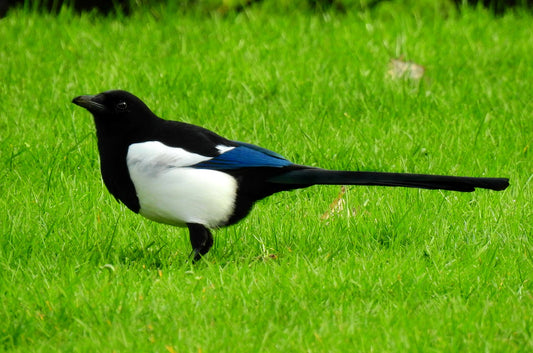 Magpie Profile