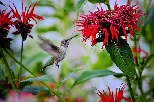 Hummingbird Profile