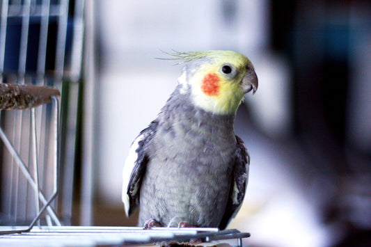 Cockatiels