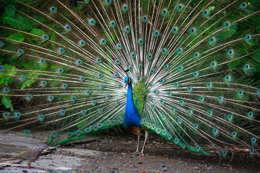 The Truth About Peacock Feathers