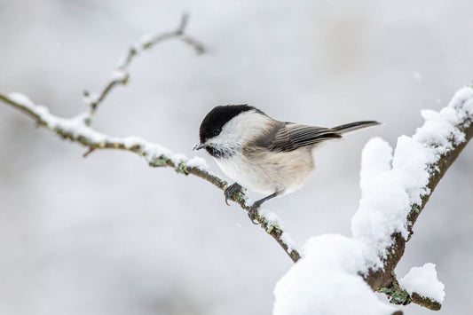 coal tit