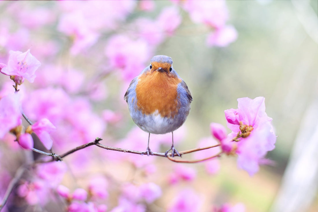 How Do Wild Birds Adjust To The Loss Of Other Birds
