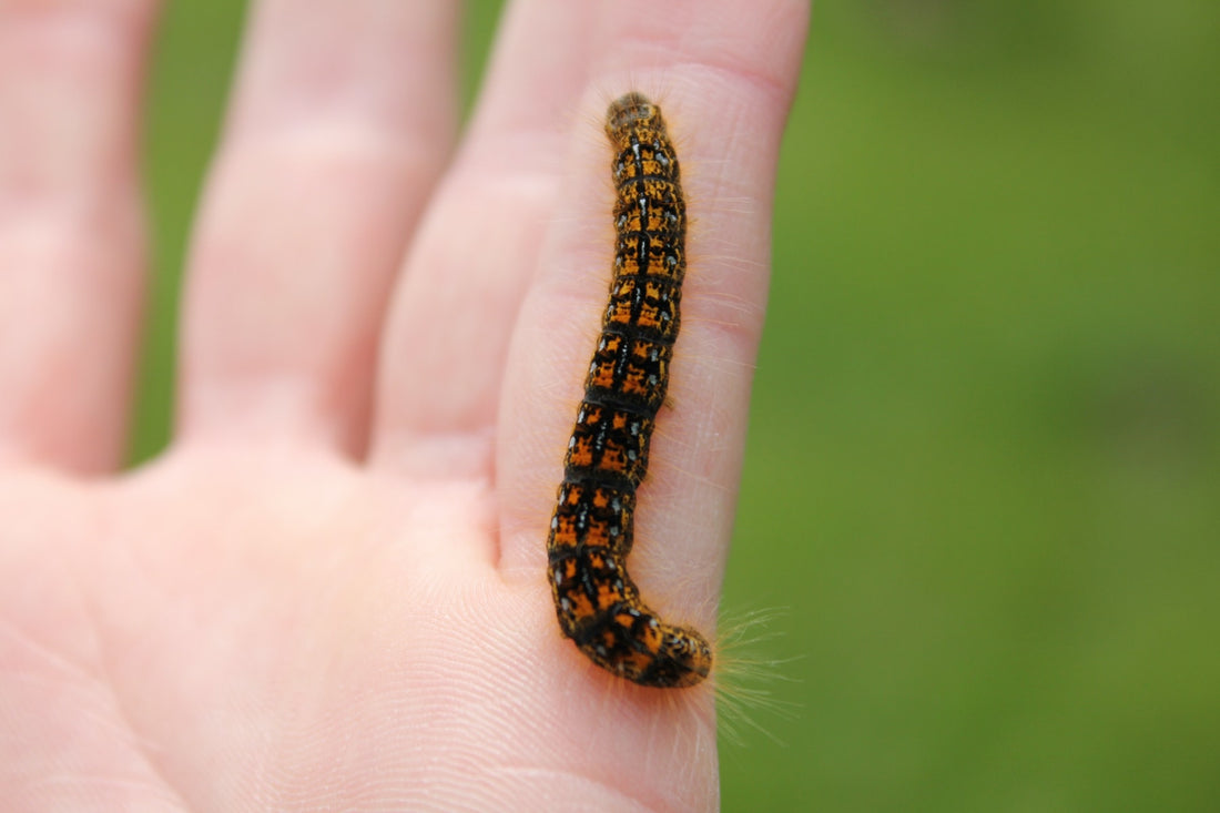 cherish your caterpillars