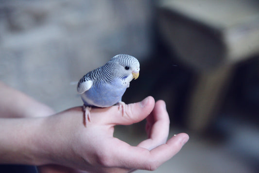 pet parakeets