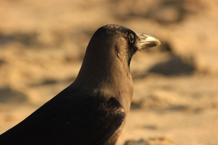 Common Crow Profile | Little Peckers