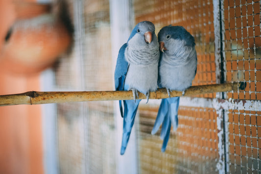 budgerigars