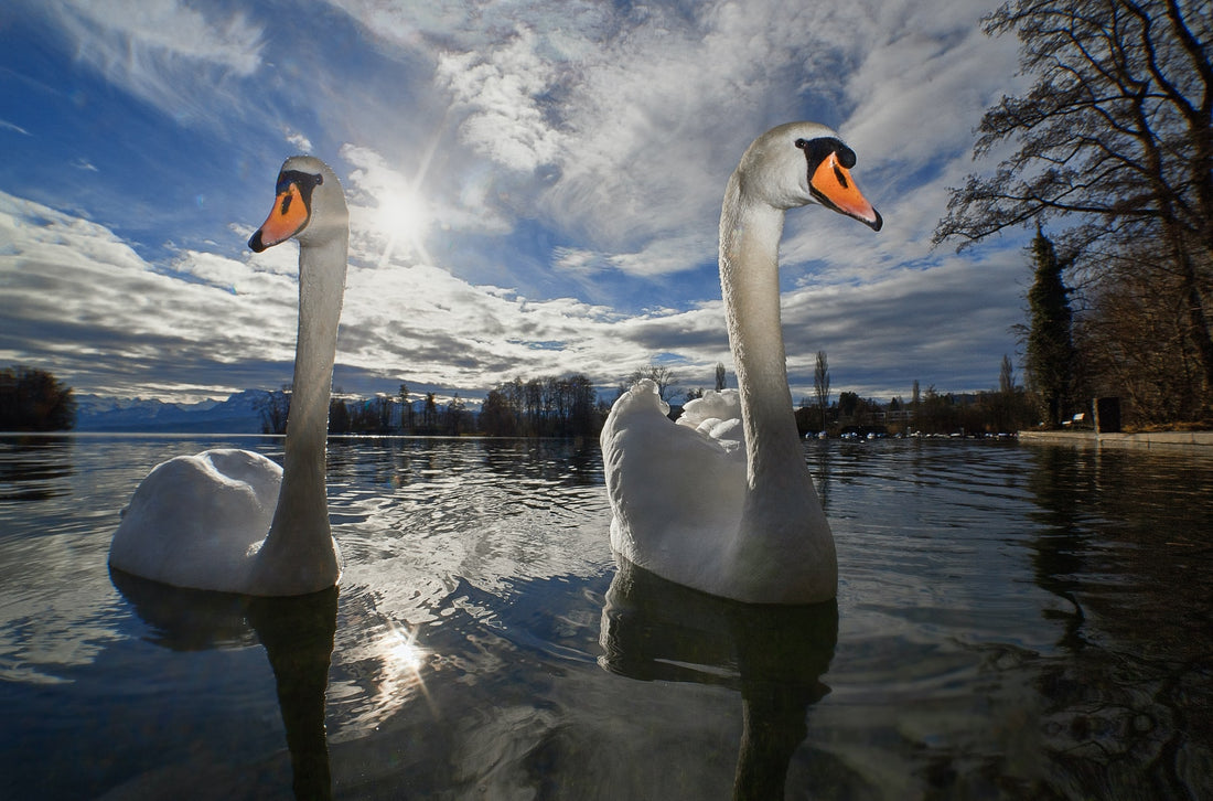 swans