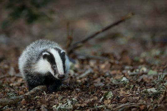 badgers