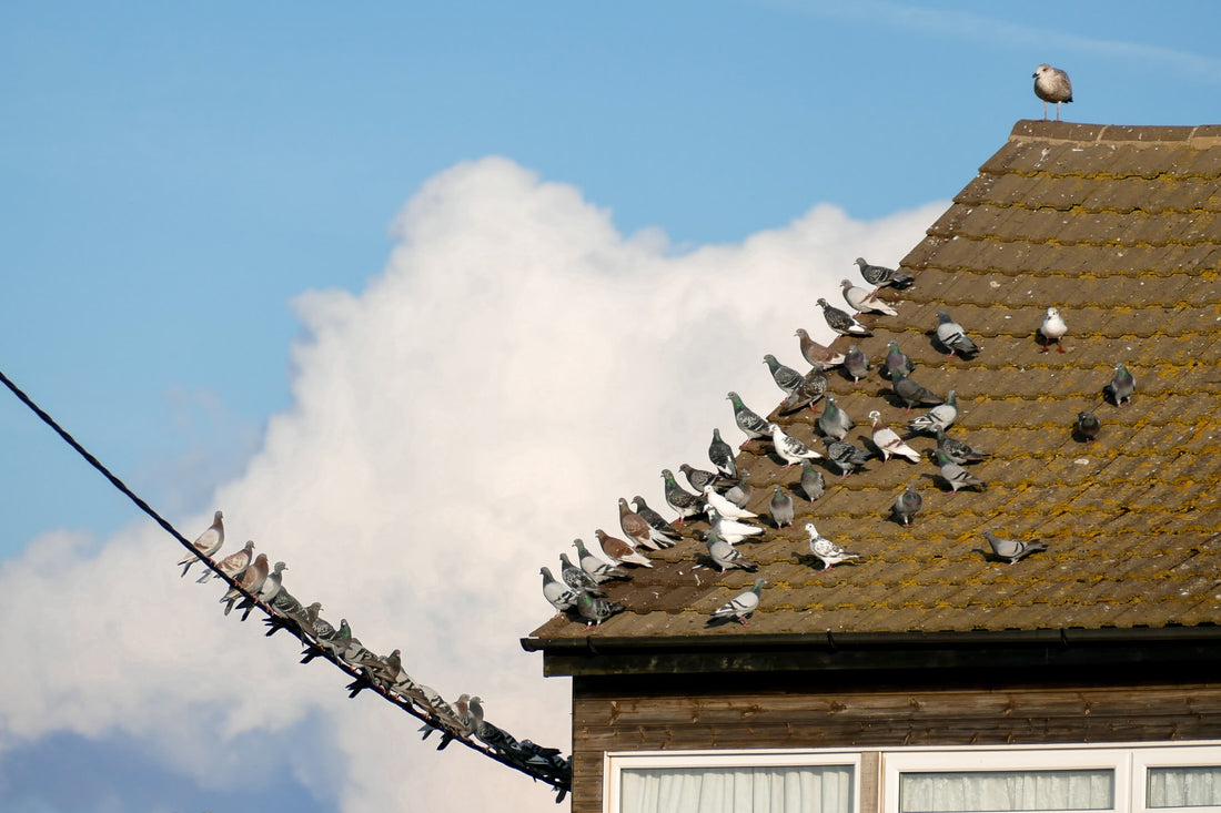 how to deal with pesky pigeons