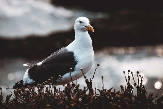 the wandering albatross