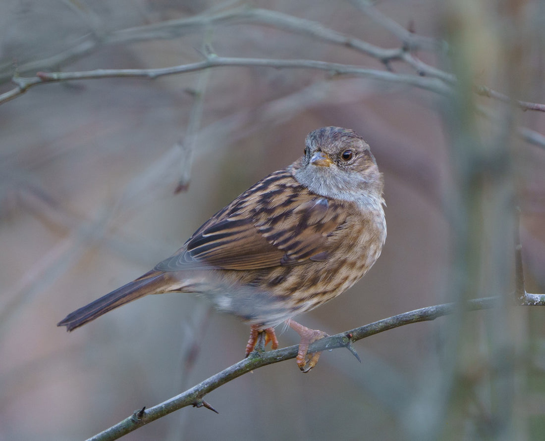 How Do Birds See Colour | Little Peckers