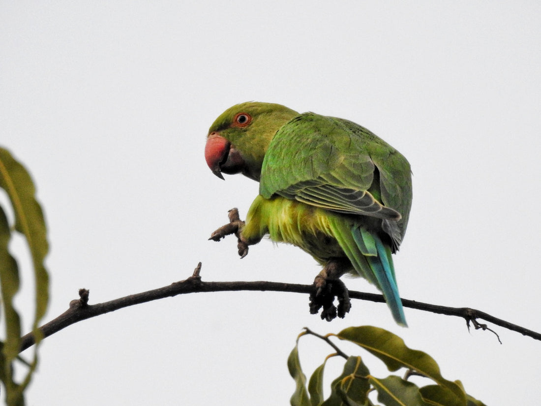 wild parakeet