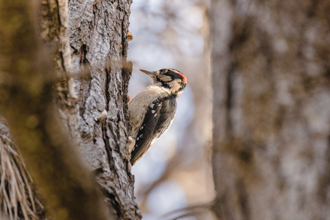 why do not woodpeckers get concussion