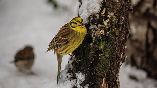 yellowhammer