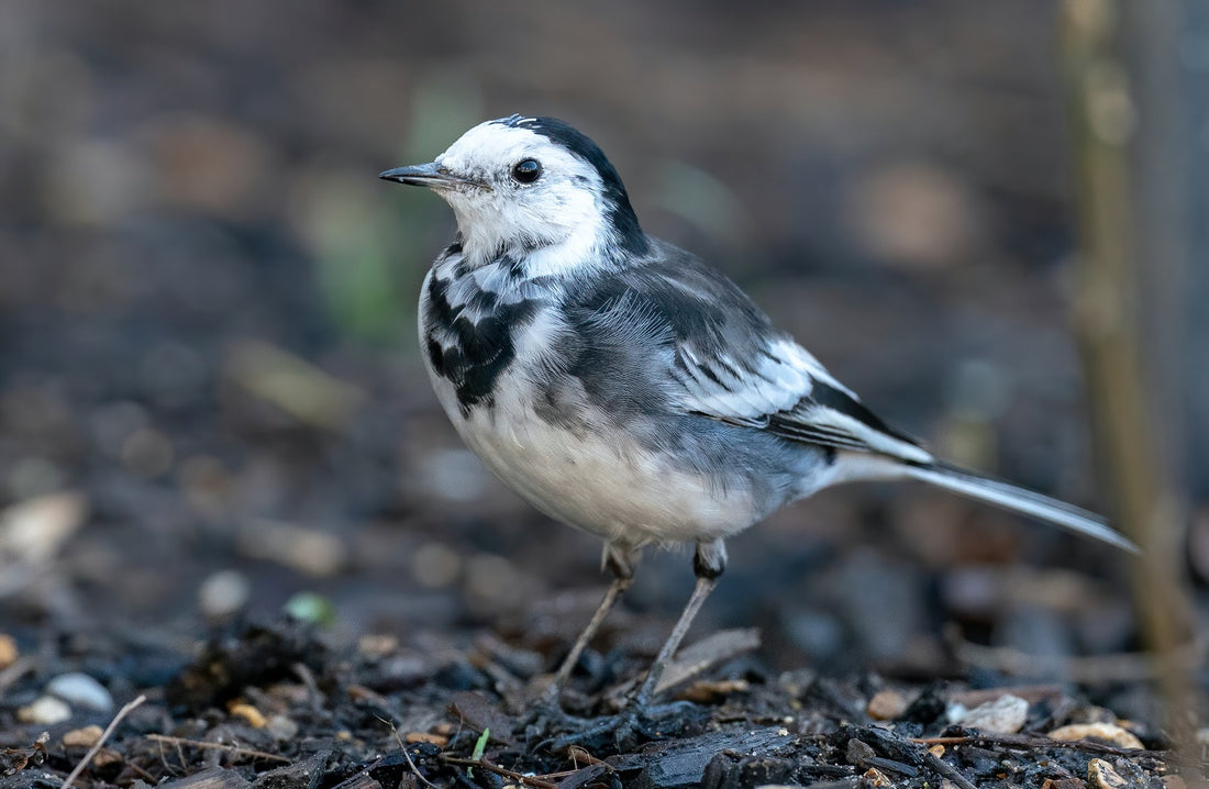 Pied Wagtail Profile | Little Peckers